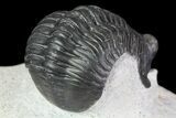Morocconites Trilobite - Clear Eye Facets #68648-6